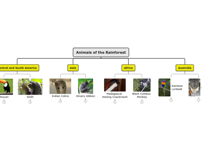 Animals of the Rainforest Mind Map
